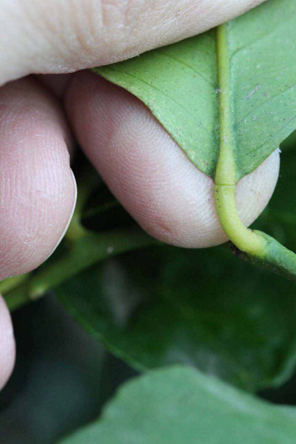              Petiole (Riverside, CA)       